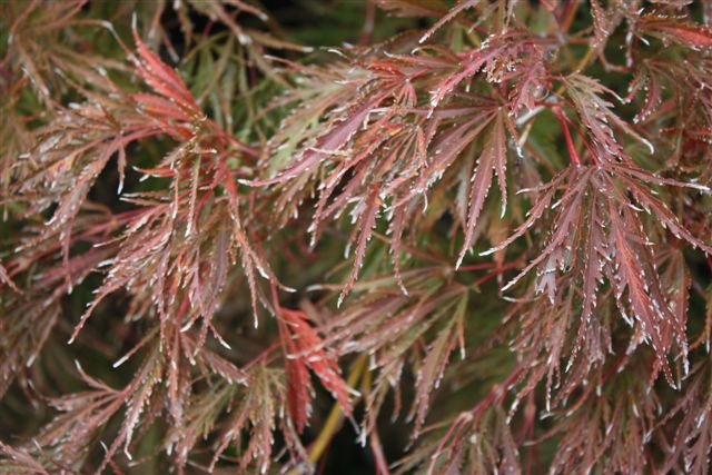 Mediation Prep for Wendy Campbell, MFT