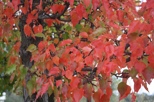 Co-Parenting Counseling